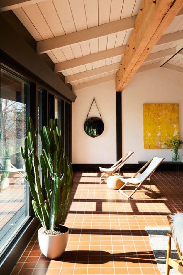 درختچه های آپارتمانی