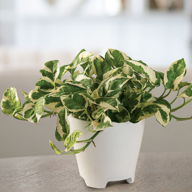 نگهداری گیاهان 4