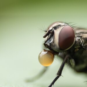 روش از بین بردن مگس سرکه در خانه چیست؟