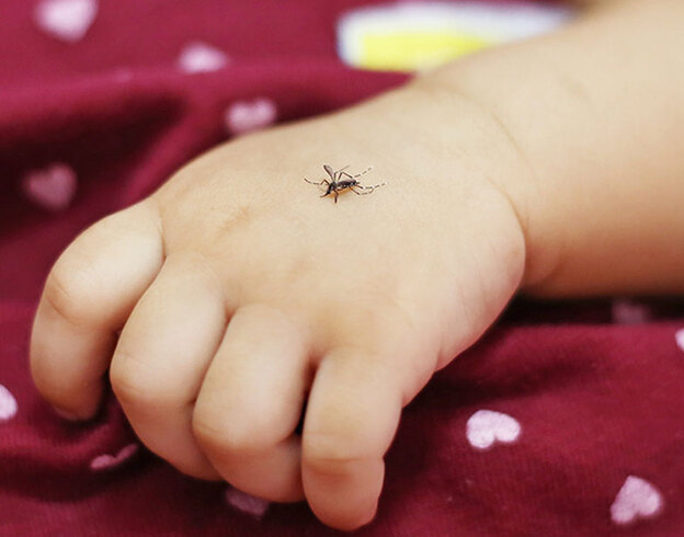 روغن نارگیل ضد پشه