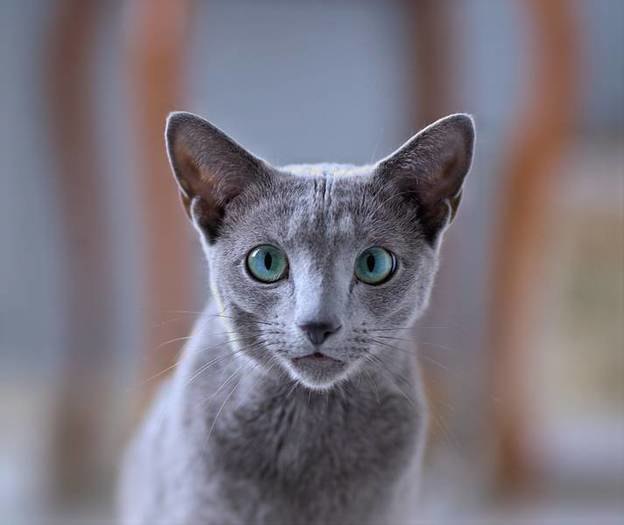 نکاتی برای نگهداری نوزاد و حیوان خانگی در کنار هم