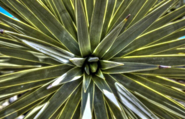 یوکای خانگی