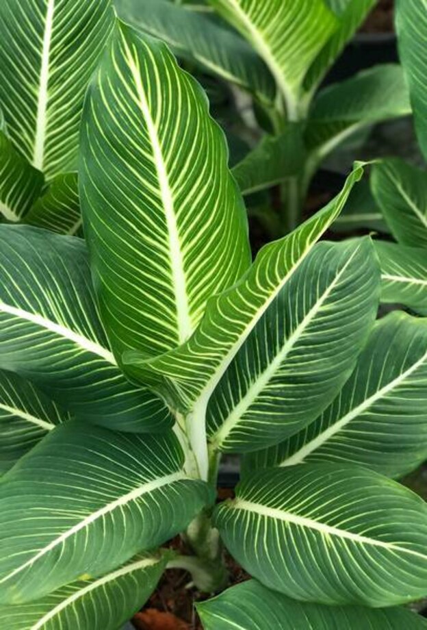 درختچه های آپارتمانی 6