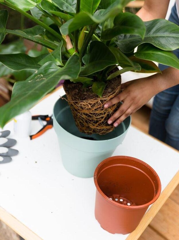 مراقبت از گل و گیاه 2