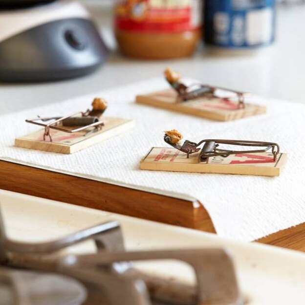  به تله انداختن موش ها 1