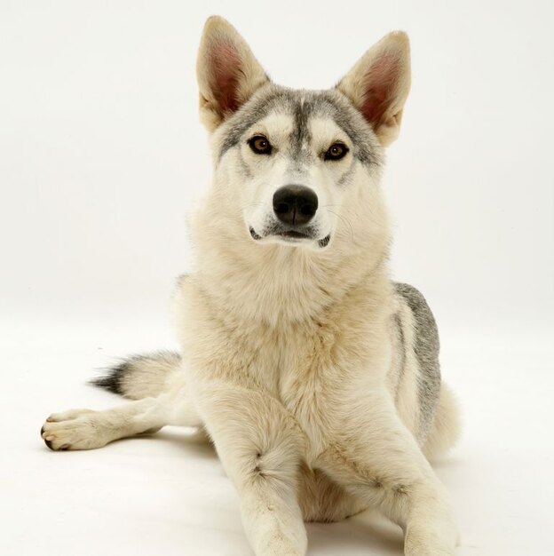 نژادهای سگ گرگی 5