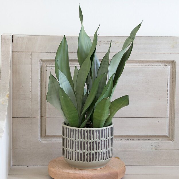 گیاهان آپارتمانی 1