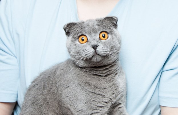 عقیم سازی گربه ها