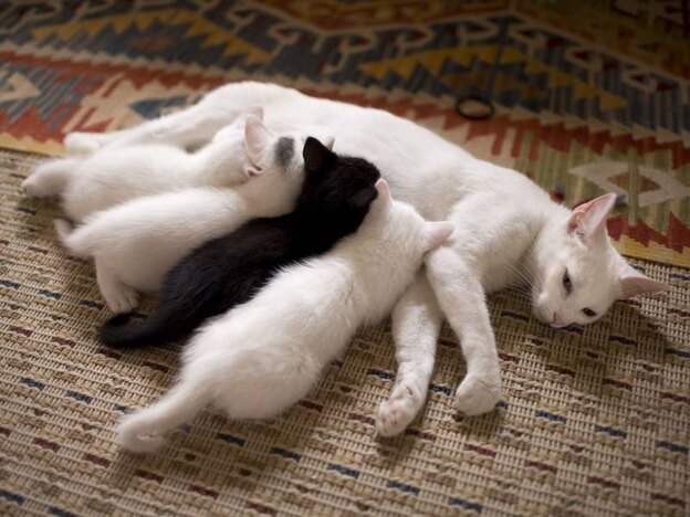 واکسیناسیون گربه 2