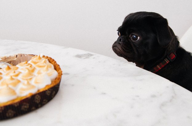 غذاهای مضر برای حیوانات خانگی: چه چیزهایی ممنوع است؟