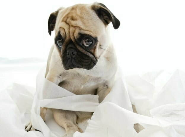 آموزش ادرار سگ