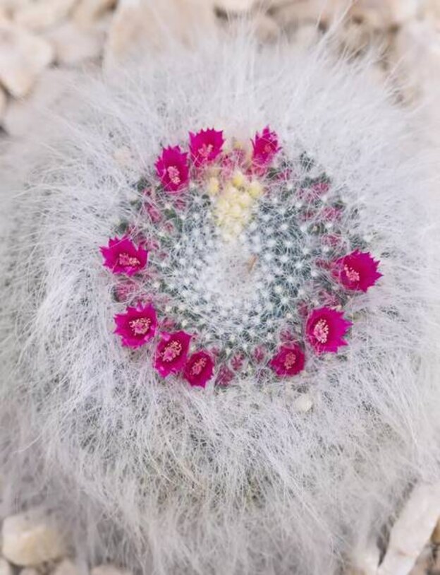 کاکتوس مامیلاریا هانیانا