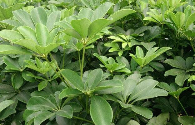 گیاه شفلرا با برگ های زیبا