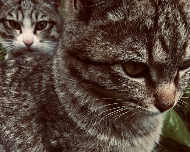 مراقبت و نگهداری از گربه