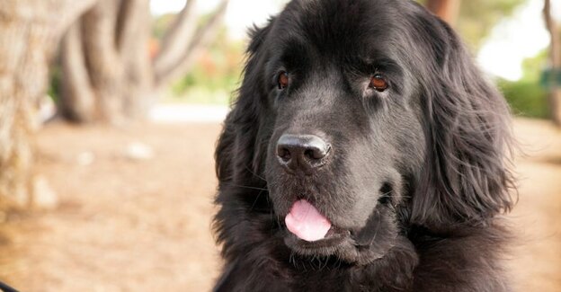 بهترین نژاد سگ 15