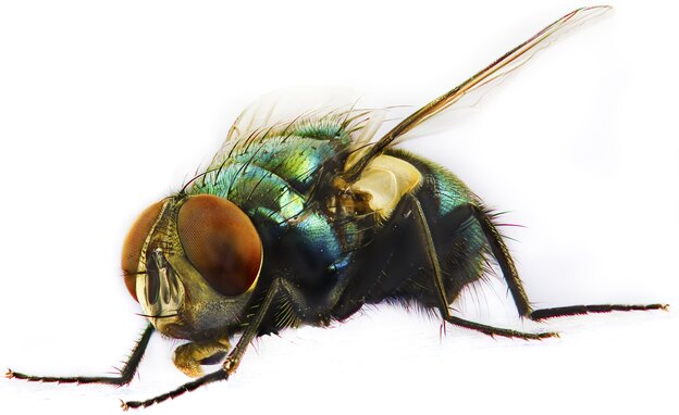 حشرات خانگی با عکس