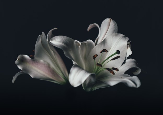 ارتش سری برای رشد سریع گیاه