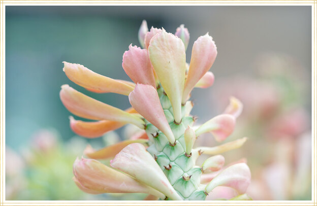 راهنمای نگهداری از گل یشم