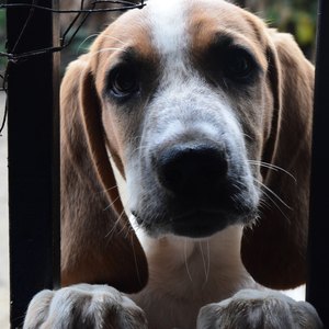 استفاده از روغن نارگیل برای سگ ها