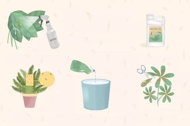 از بین بردن شته