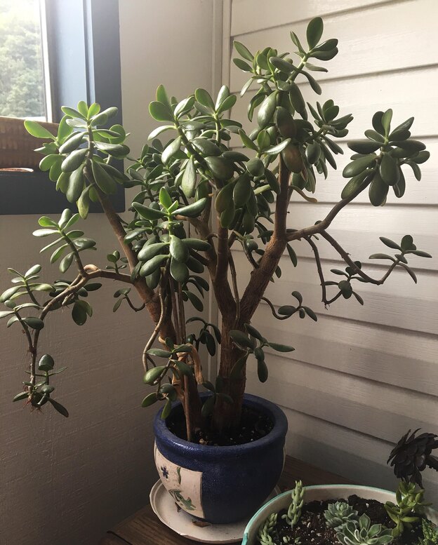 نگهداری گیاه یشم