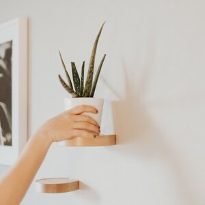 راههای جوانسازی پوست با آلوئه ورا