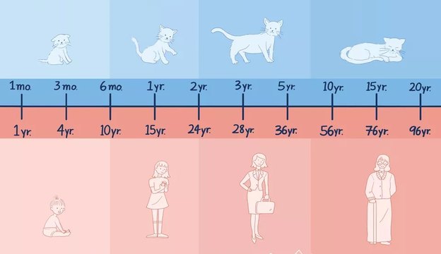 جدول محاسبه سن گربه