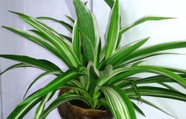 گیاه عنکبوتی