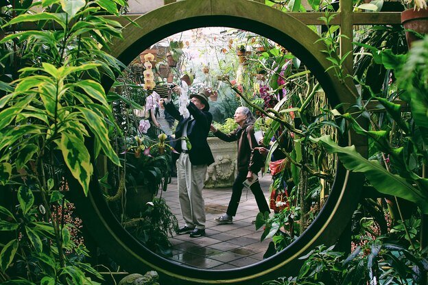 راهنمای کامل نگهداری از گیاهان آپارتمانی: پتوس