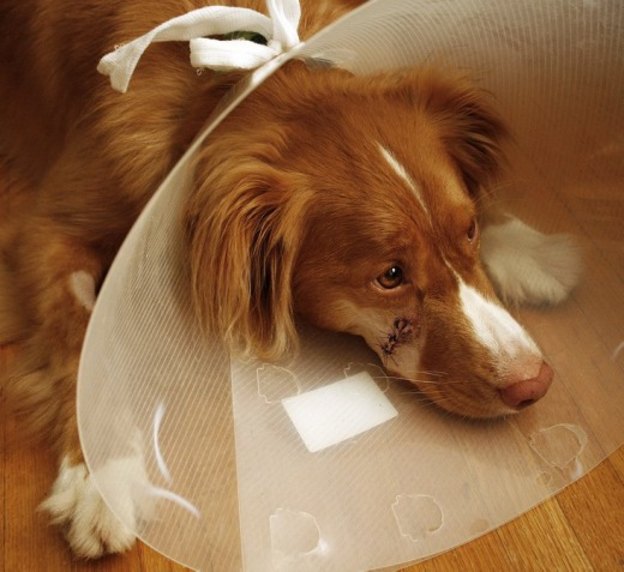 روغن نارگیل درمان زخم