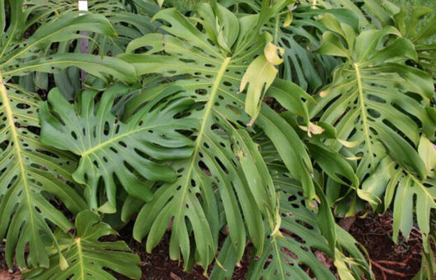 درختچه برگ انجیری