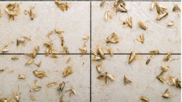 سوراخ بید لباس