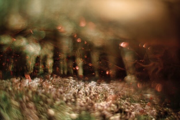 موریانه را با پرتغال می شود کشت