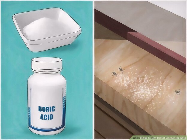 اسید بوریک سم مورچه