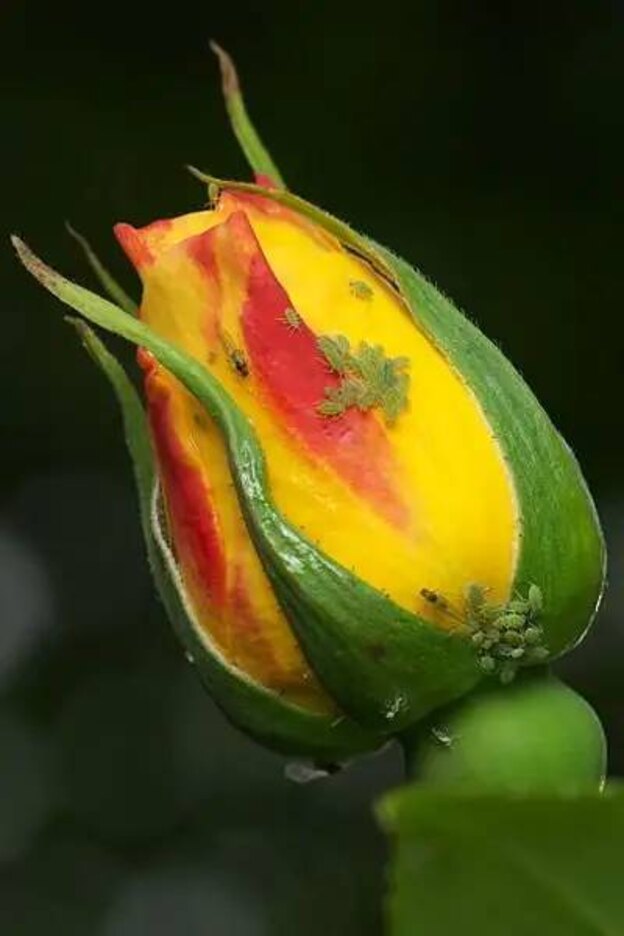 شته گل محمدی 3