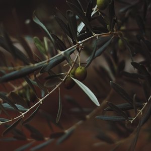 20 استفاده شگفت­ انگیز روغن زیتون در خانه