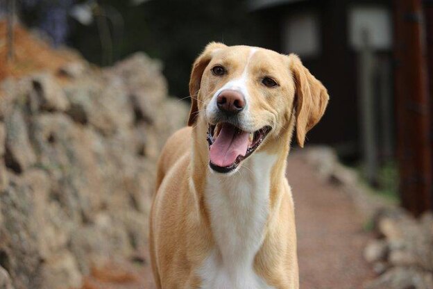 نژاد سگ برای بچه ها 4