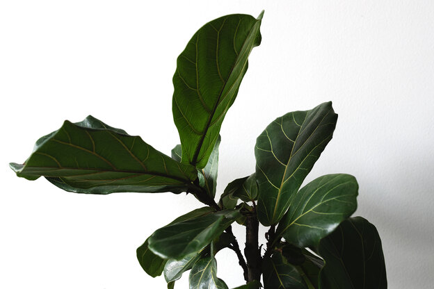 انواع فیکوس