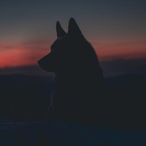 حقایقی درباره سگ گرگی