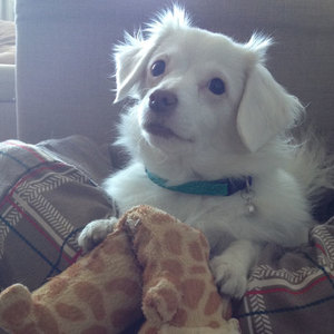 نظافت خانه برای آنها که عاشق سگ هستند