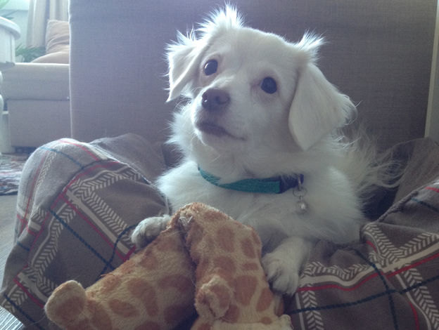 نظافت خانه برای آنها که عاشق سگ هستند