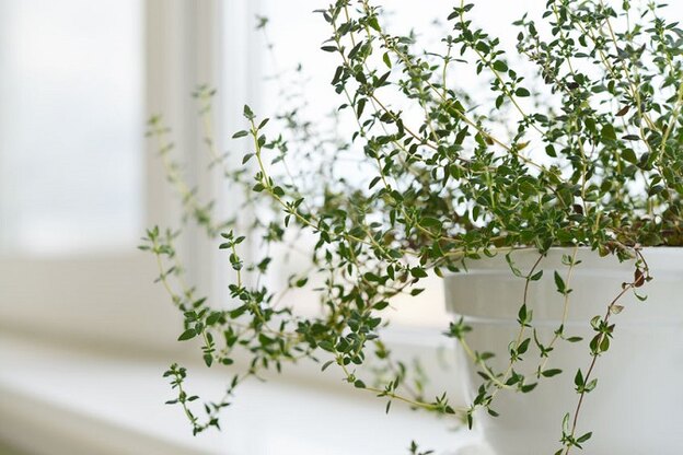 چه گیاهانی در آب رشد می کنند