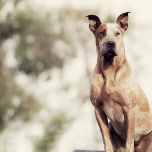 کلید اسرار: چگونه سگ سالمی داشته باشیم؟