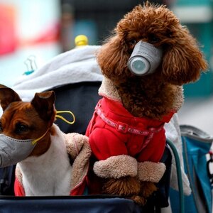 توصیه های سازمان بهداشت جهانی برای حمایت از حیوانات خانگی در مقابل ویروس کرونا