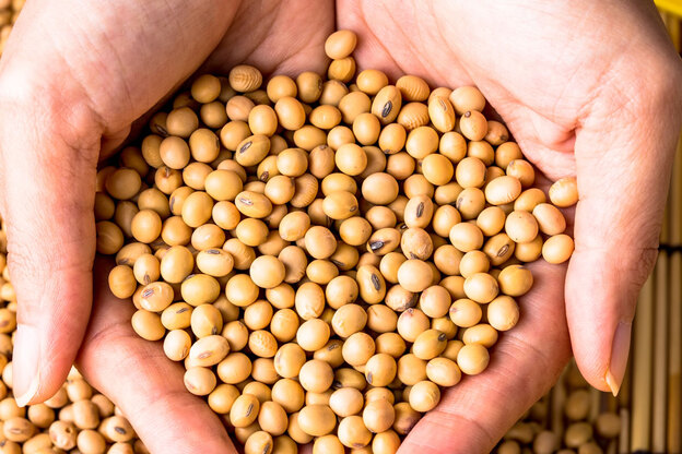 دانه سویا