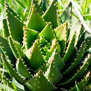 چگونه ژل آلوئه ورا درست کنیم؟