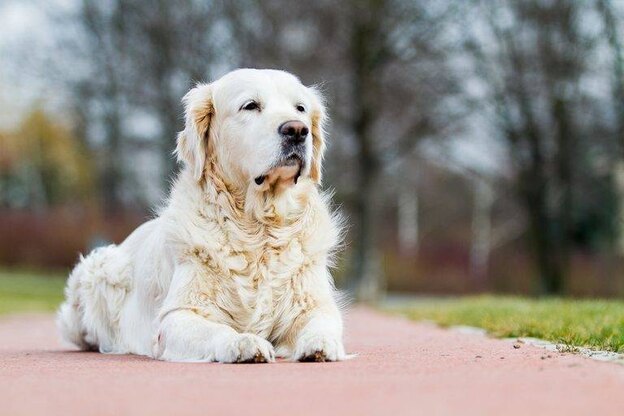 نژاد سگ برای بچه ها 2