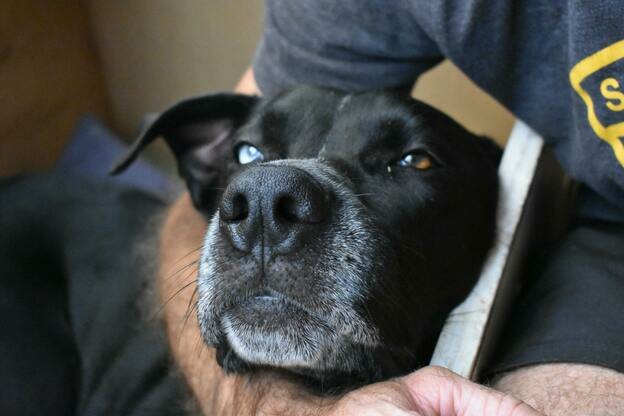 راهنمای سنجاق برای تمیز کردن و مسواک زدن دندان های سگ خانگی