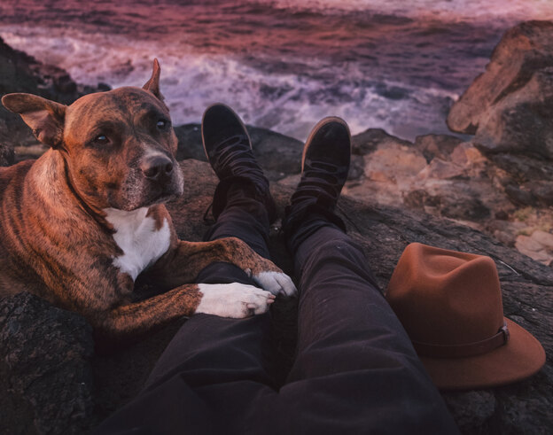 چگونه سگ را به خود وابسته کنیم؟