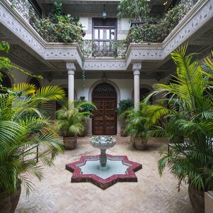 بهترین درخچه ها برای حیاط و پاسیو